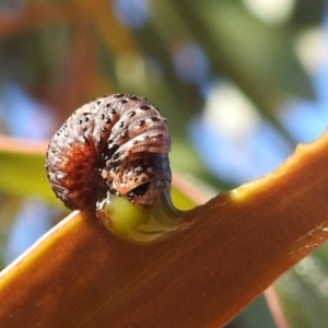 Chrysomelidae sp. (family) at Rendezvous Creek, ACT - 30 Dec 2021