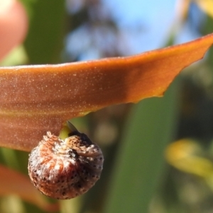 Chrysomelidae sp. (family) at Rendezvous Creek, ACT - 30 Dec 2021