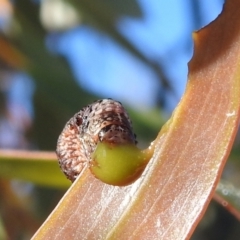 Chrysomelidae sp. (family) at Rendezvous Creek, ACT - 30 Dec 2021