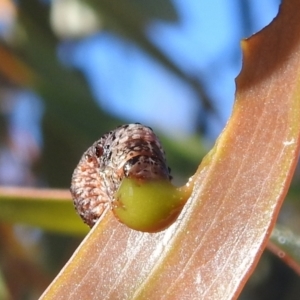 Chrysomelidae sp. (family) at Rendezvous Creek, ACT - 30 Dec 2021