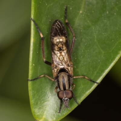 Ectinorhynchus sp. (genus) (A Stiletto Fly) at Melba, ACT - 25 Oct 2021 by kasiaaus