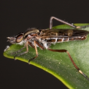 Ectinorhynchus sp. (genus) at Melba, ACT - 25 Oct 2021