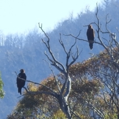 Aquila audax (Wedge-tailed Eagle) at Rendezvous Creek, ACT - 30 Dec 2021 by HelenCross