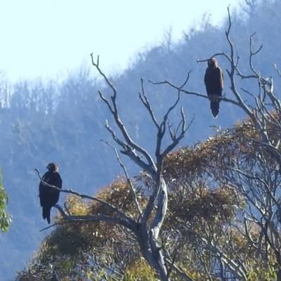 Aquila audax (Wedge-tailed Eagle) at Rendezvous Creek, ACT - 30 Dec 2021 by HelenCross