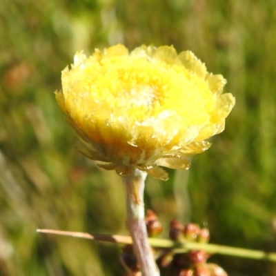 Coronidium sp. at Rendezvous Creek, ACT - 29 Dec 2021 by HelenCross