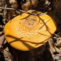 Gymnopilus sp. (Gymnopilus) at Ulladulla, NSW - 30 Dec 2021 by trevorpreston