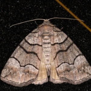 Dysbatus undescribed species at Melba, ACT - 25 Oct 2021 11:38 PM