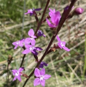 Stylidium montanum at Cotter River, ACT - 28 Dec 2021