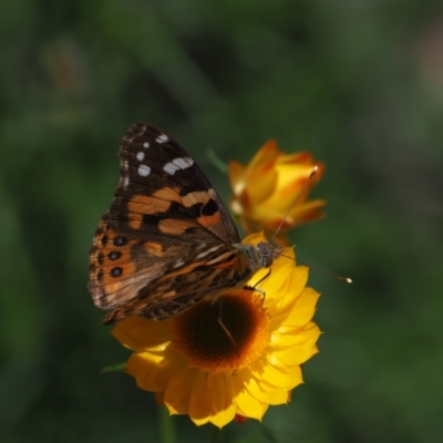 Vanessa kershawi (Australian Painted Lady) at Denman Prospect 2 Estate Deferred Area (Block 12) - 9 Nov 2021 by Caric