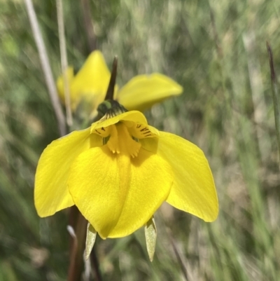 Diuris monticola (Highland Golden Moths) at Cotter River, ACT - 28 Dec 2021 by NedJohnston