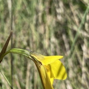 Diuris monticola at Cotter River, ACT - suppressed