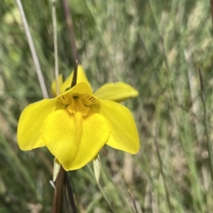 Diuris monticola at Cotter River, ACT - suppressed