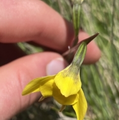 Diuris monticola at Cotter River, ACT - suppressed