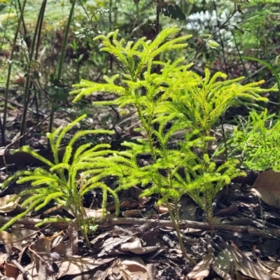 Pseudolycopodium densum (Bushy Club Moss) at Ulladulla, NSW - 30 Dec 2021 by trevorpreston