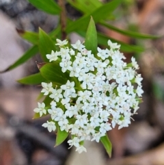 Platysace lanceolata (Shrubby Platysace) at Ulladulla, NSW - 29 Dec 2021 by tpreston