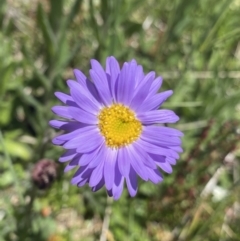 Brachyscome spathulata (Coarse Daisy, Spoon-leaved Daisy) at Cotter River, ACT - 28 Dec 2021 by Ned_Johnston