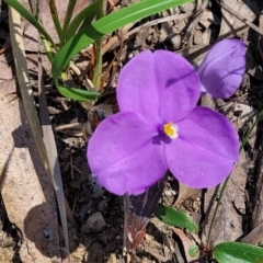 Patersonia sericea (Silky Purple-flag) at Ulladulla, NSW - 29 Dec 2021 by trevorpreston