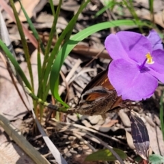 Patersonia sericea at Ulladulla, NSW - 30 Dec 2021 10:52 AM