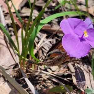 Patersonia sericea at Ulladulla, NSW - 30 Dec 2021 10:52 AM