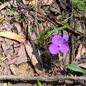 Patersonia sericea at Ulladulla, NSW - 30 Dec 2021 10:52 AM