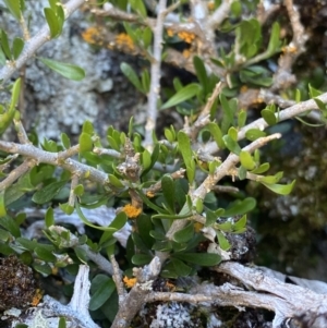 Melicytus angustifolius subsp. divaricatus at Cotter River, ACT - 28 Dec 2021