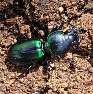 Carenum (genus) at Ulladulla, NSW - 30 Dec 2021 10:48 AM