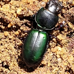 Carenum (genus) at Ulladulla, NSW - 30 Dec 2021 10:48 AM