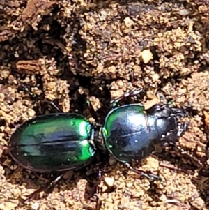 Carenum (genus) at Ulladulla, NSW - 30 Dec 2021 10:48 AM