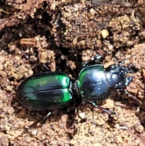Carenum (genus) at Ulladulla, NSW - 30 Dec 2021 10:48 AM