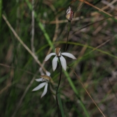 Caladenia moschata (Musky Caps) at Stromlo, ACT - 9 Nov 2021 by Caric