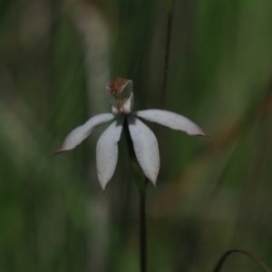 Caladenia moschata at Stromlo, ACT - 9 Nov 2021