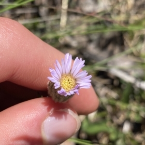 Pappochroma nitidum at Cotter River, ACT - 28 Dec 2021 02:09 PM