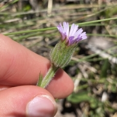 Pappochroma nitidum at Cotter River, ACT - 28 Dec 2021 02:09 PM