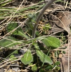 Pappochroma nitidum at Cotter River, ACT - 28 Dec 2021 02:09 PM