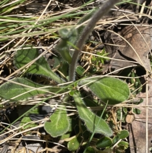 Pappochroma nitidum at Cotter River, ACT - 28 Dec 2021 02:09 PM