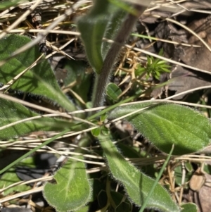 Pappochroma nitidum at Cotter River, ACT - 28 Dec 2021 02:09 PM