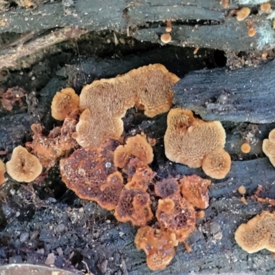 Unidentified Other non-black fungi  at Ulladulla, NSW - 29 Dec 2021 by tpreston