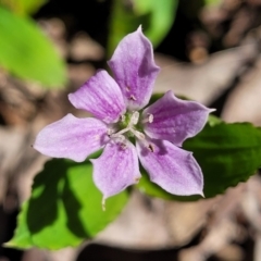 Schelhammera undulata (Lilac Lily) at Ulladulla, NSW - 30 Dec 2021 by trevorpreston