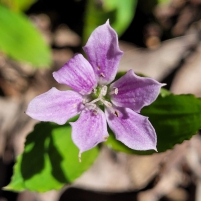 Schelhammera undulata (Lilac Lily) at Ulladulla, NSW - 29 Dec 2021 by tpreston