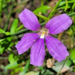 Scaevola ramosissima (Hairy Fan-flower) at Ulladulla, NSW - 30 Dec 2021 by tpreston