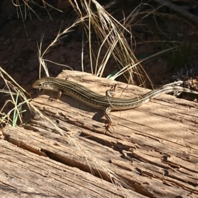 Ctenotus robustus (Robust Striped-skink) at Gundaroo, NSW - 30 Dec 2021 by SwalaPark