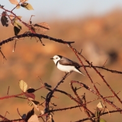 Epthianura albifrons (White-fronted Chat) at Denman Prospect, ACT - 8 Aug 2010 by Caric