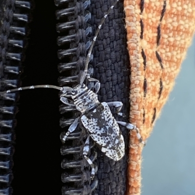 Disterna canosa (A longhorn beetle) at Numeralla, NSW - 30 Dec 2021 by Steve_Bok