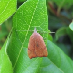 Tortricopsis uncinella (Wingia group) at McKellar, ACT - 1 Dec 2021 by Amata