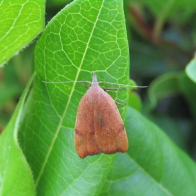 Tortricopsis uncinella (Wingia group) at McKellar, ACT - 1 Dec 2021 by Amata