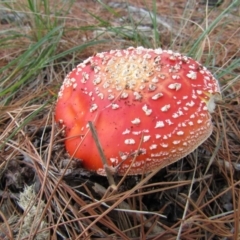 Amanita muscaria (Fly Agaric) at Yarralumla, ACT - 7 Apr 2021 by Birdy