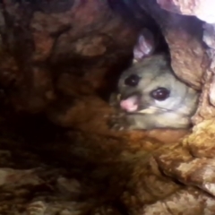 Trichosurus vulpecula (Common Brushtail Possum) at Red Hill, ACT - 6 Dec 2021 by MichaelMulvaney