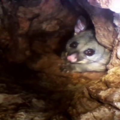 Trichosurus vulpecula (Common Brushtail Possum) at Red Hill Nature Reserve - 6 Dec 2021 by MichaelMulvaney