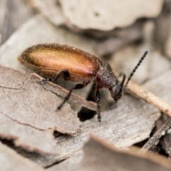Ecnolagria grandis (Honeybrown beetle) at Bruce, ACT - 13 Dec 2021 by AlisonMilton