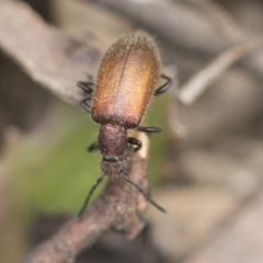 Ecnolagria grandis at Bruce, ACT - 14 Dec 2021 10:12 AM